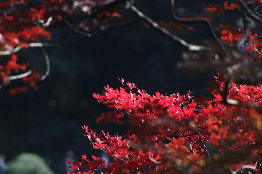 Tora Hotel Tokyo-Rikugienn 寅ホテル 六義園 C Eksteriør bilde